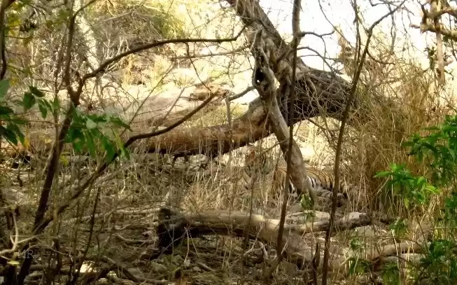 Photo of On The Tiger Trail