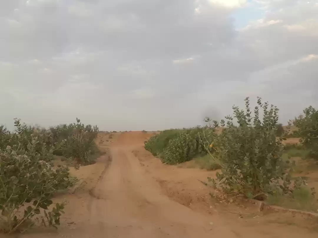 Photo of Desert Odyssey : Sam