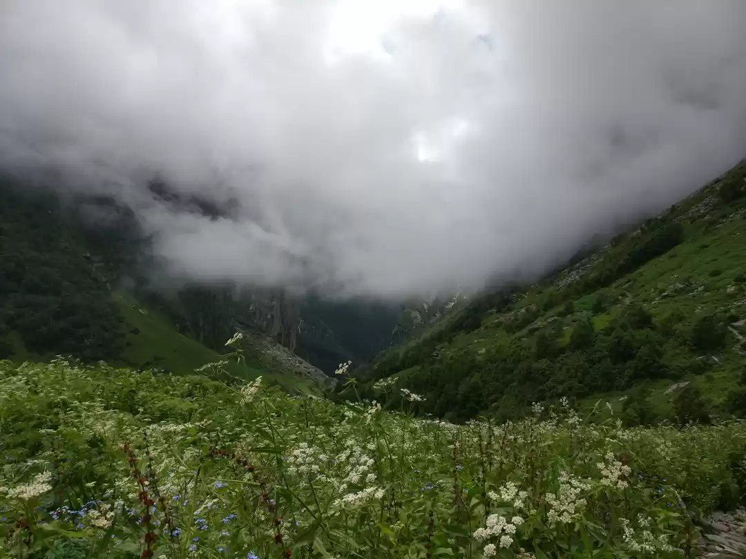 Photo of Valley Of flowers & 
