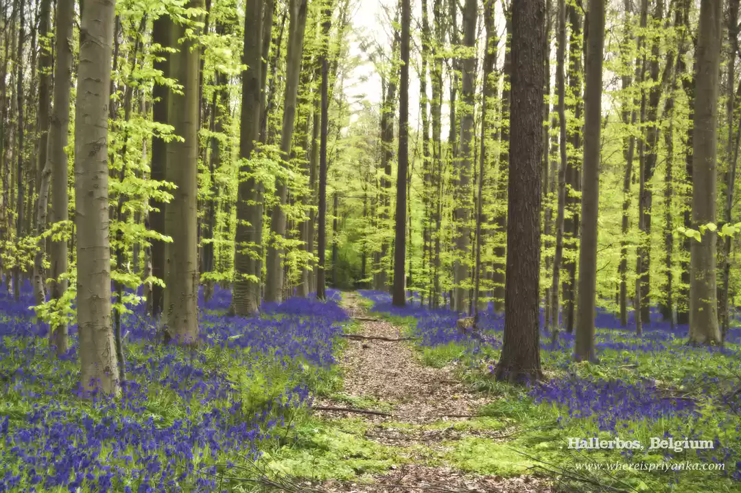 Photo of Hallerbos: A magical