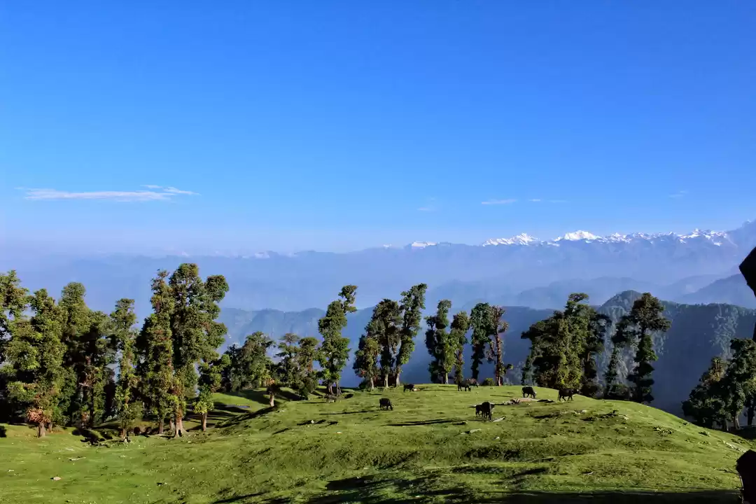 Photo of Chopta, You beauty :