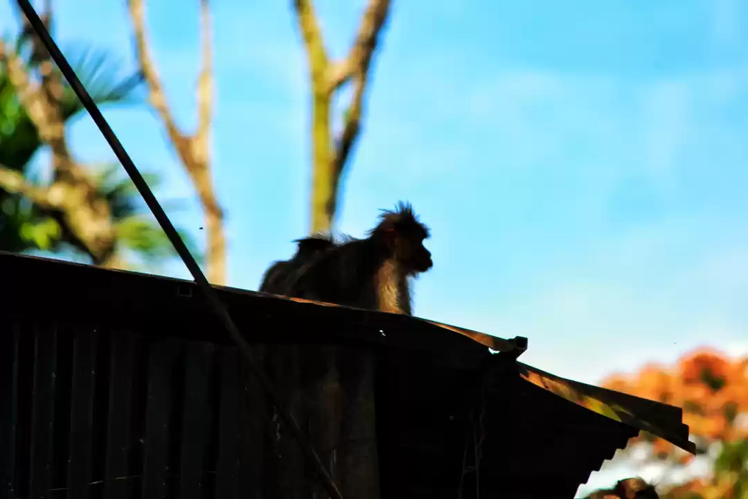 Photo of The wild and The cal