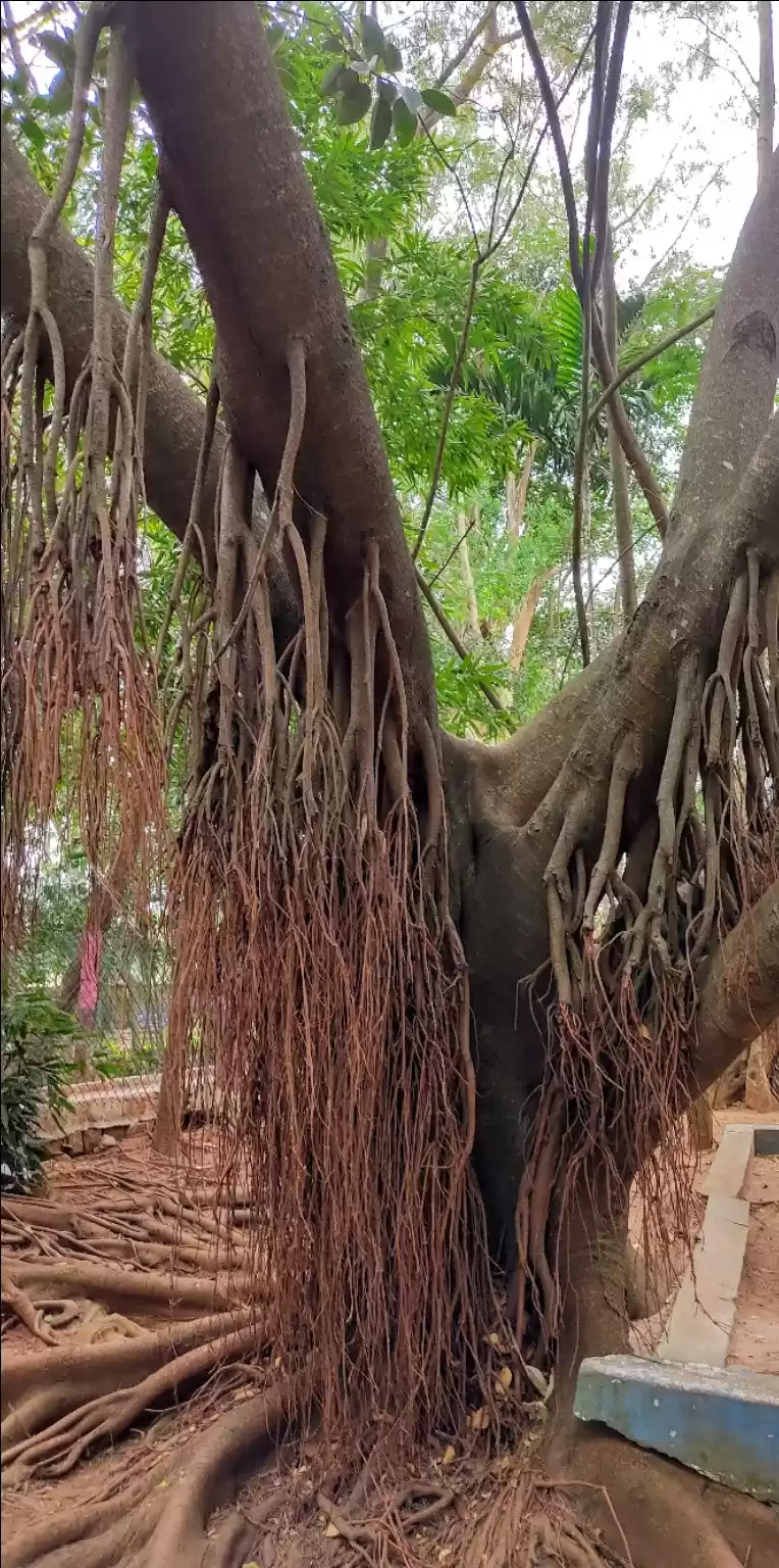 Photo of Yelagiri... the hill