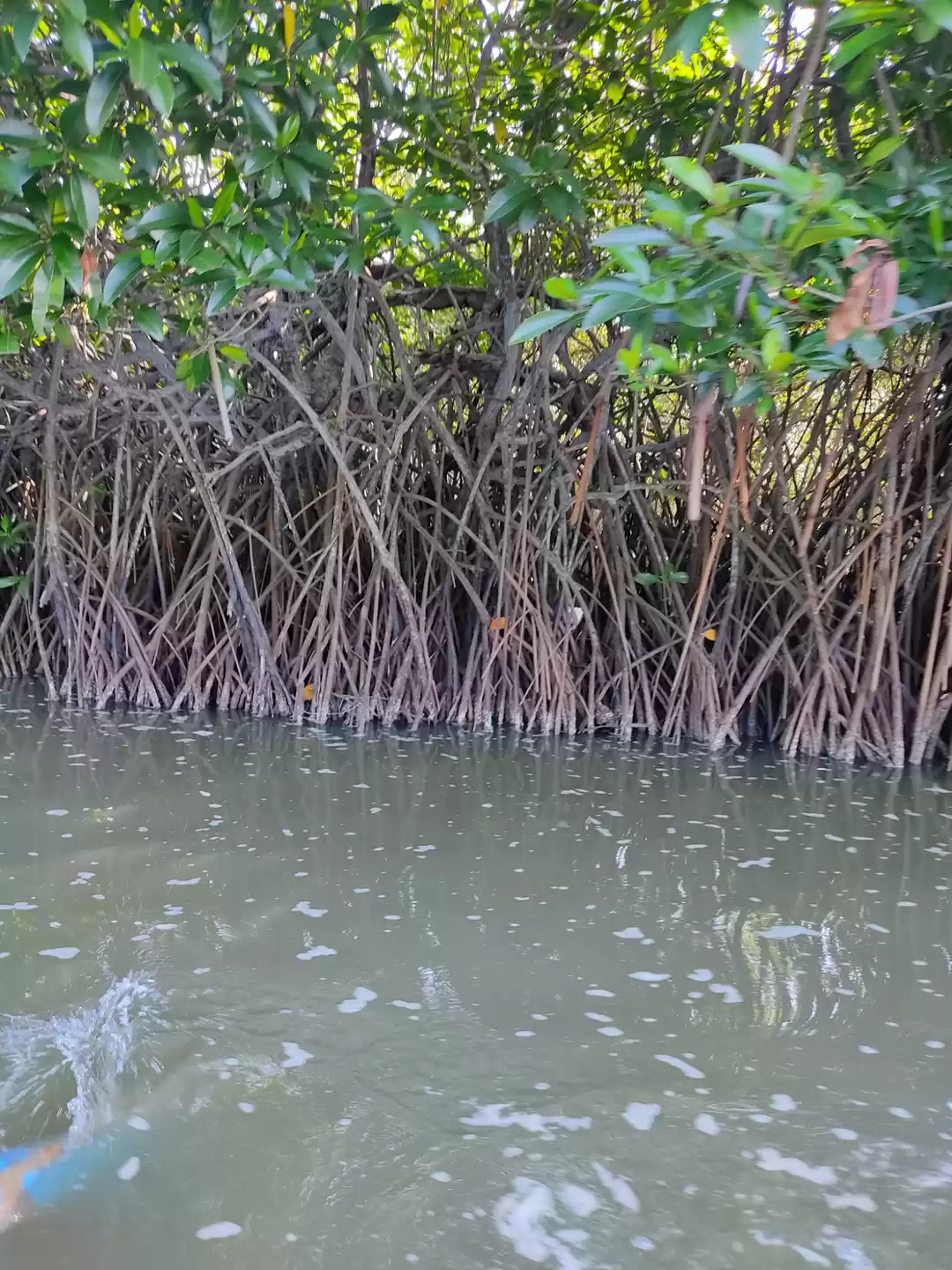 Photo of Pichavaram..... seco