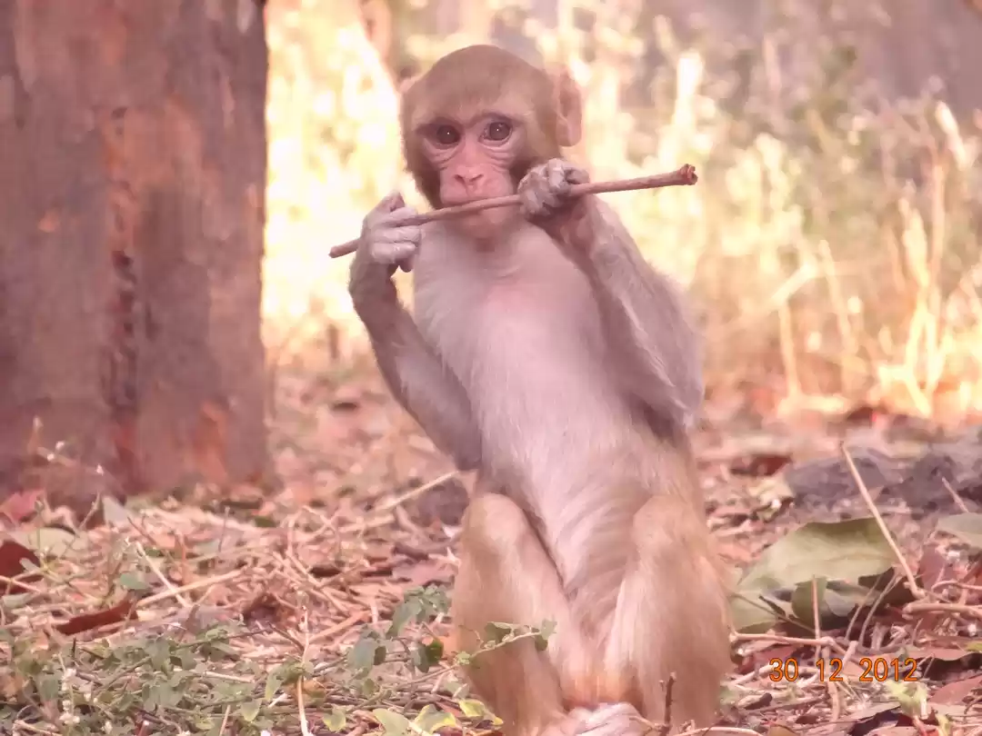 Photo of Katraj Snake Park - 