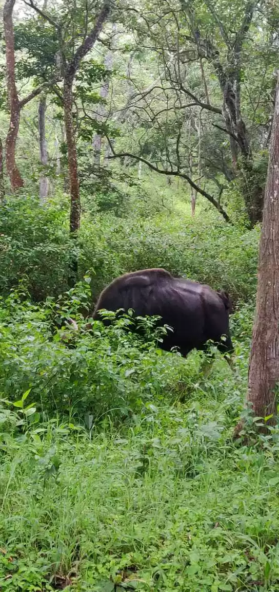 Photo of Serene Wildlife
