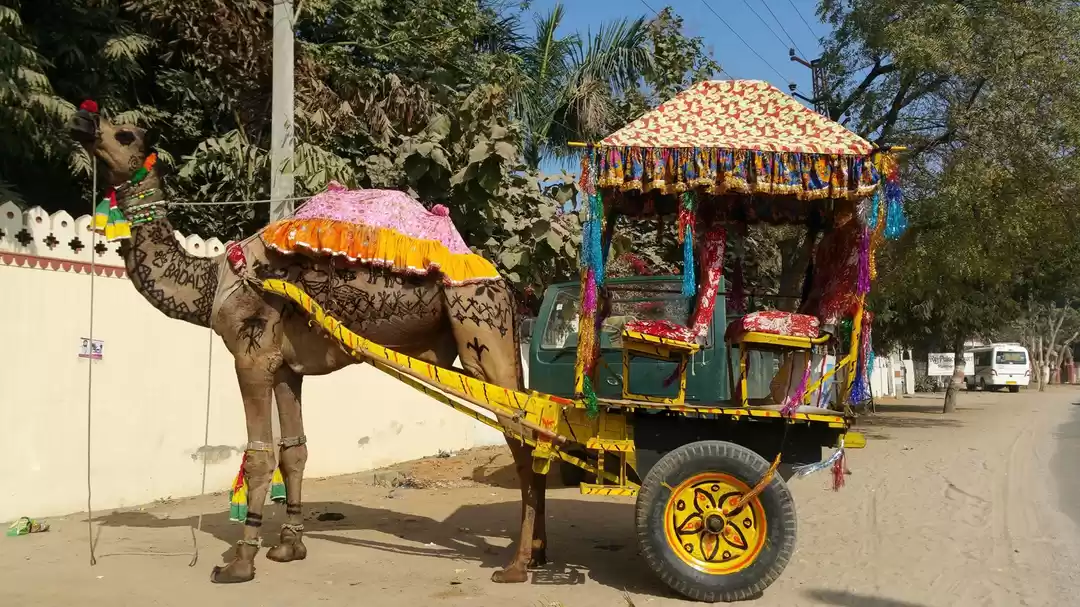 Photo of Wildlife Safari at R