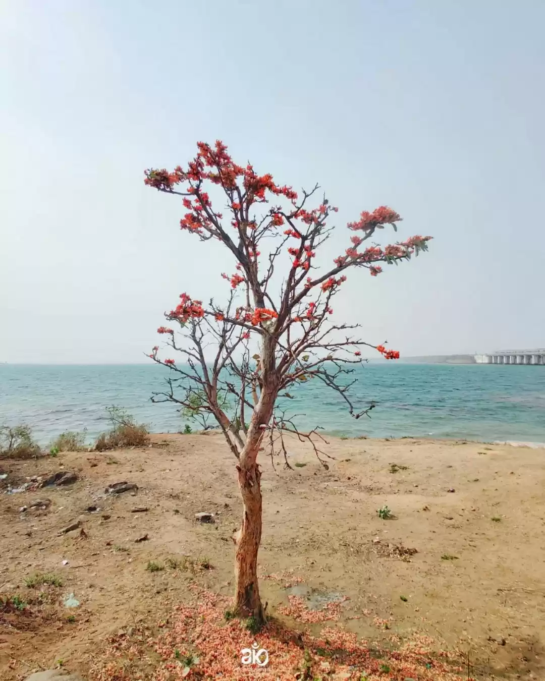 Photo of पलाश 🍂🍂 State Flo