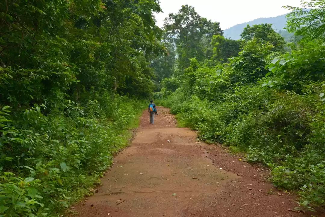 Photo of Nilgiri - A Perfect