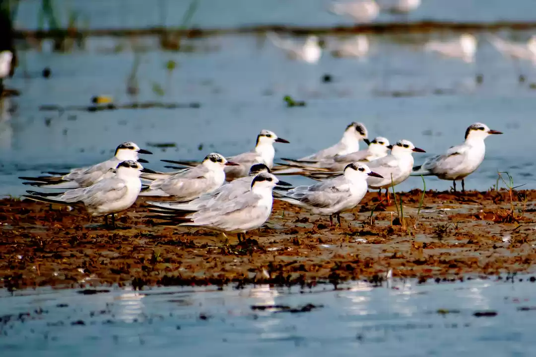 Photo of This Wetland Is The