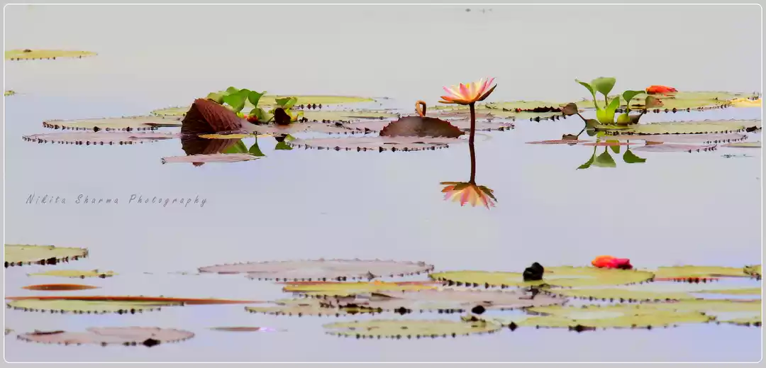 Photo of Creative beauty by G