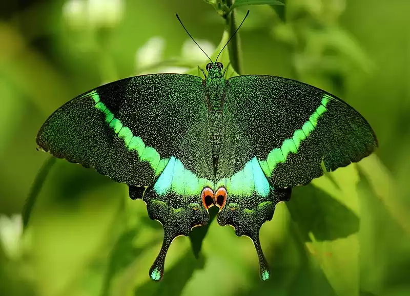 Photo of Besides Snow, There’