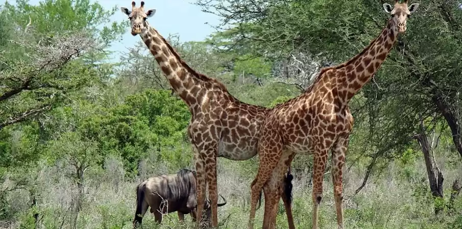Photo of Beyond Masai Mara: U