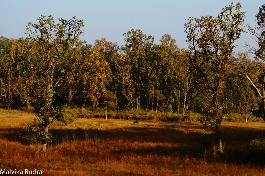 Photo of Kanha Calling - A Gu