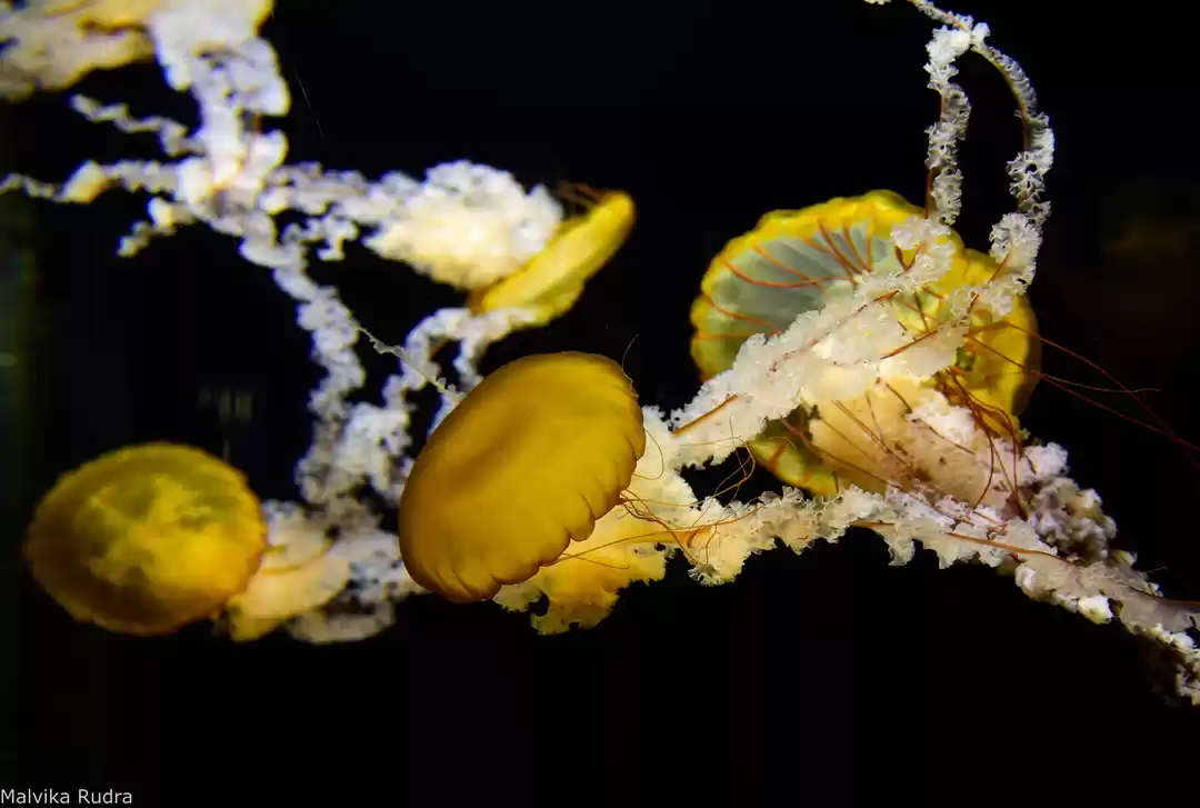 Photo of Scintillating Singap