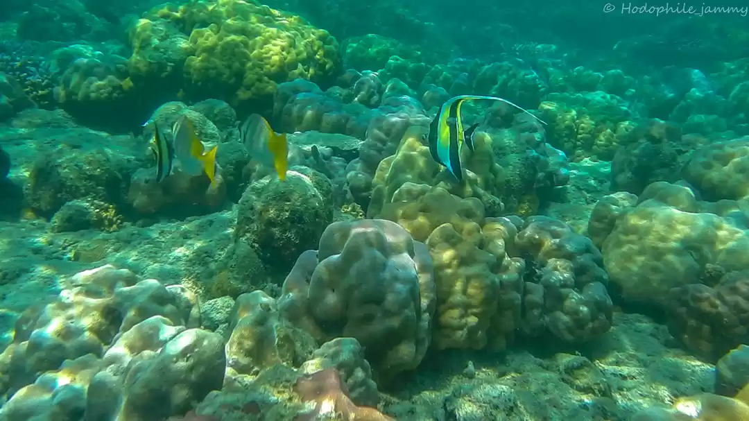 Photo of Andaman delight..