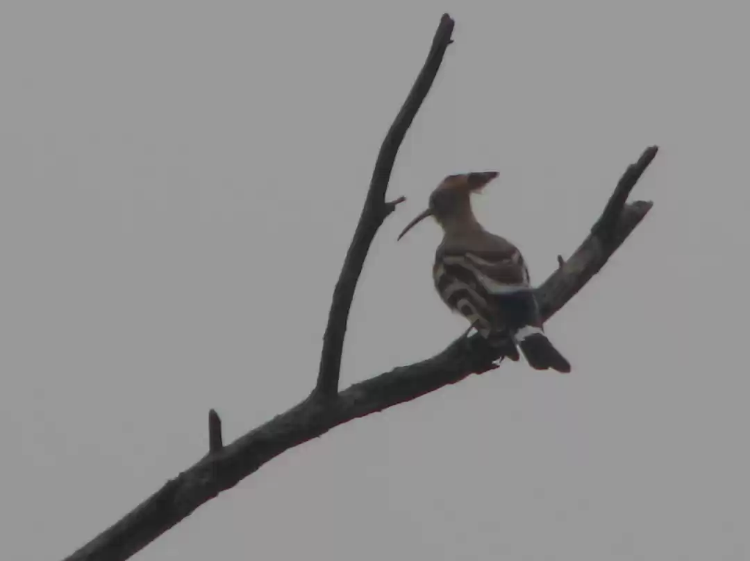 Photo of Birds and Beasts of 