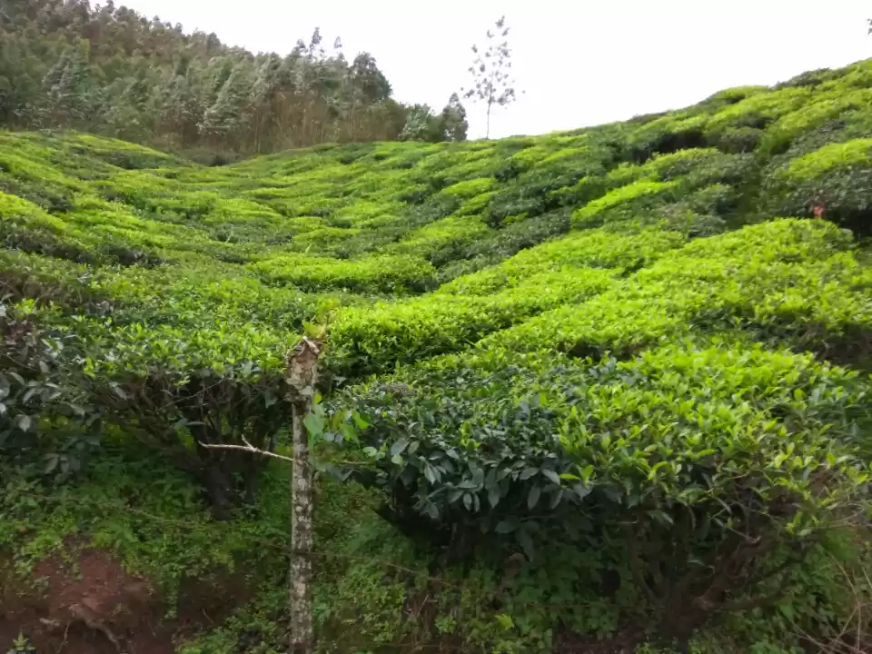 Photo of Munnar in august