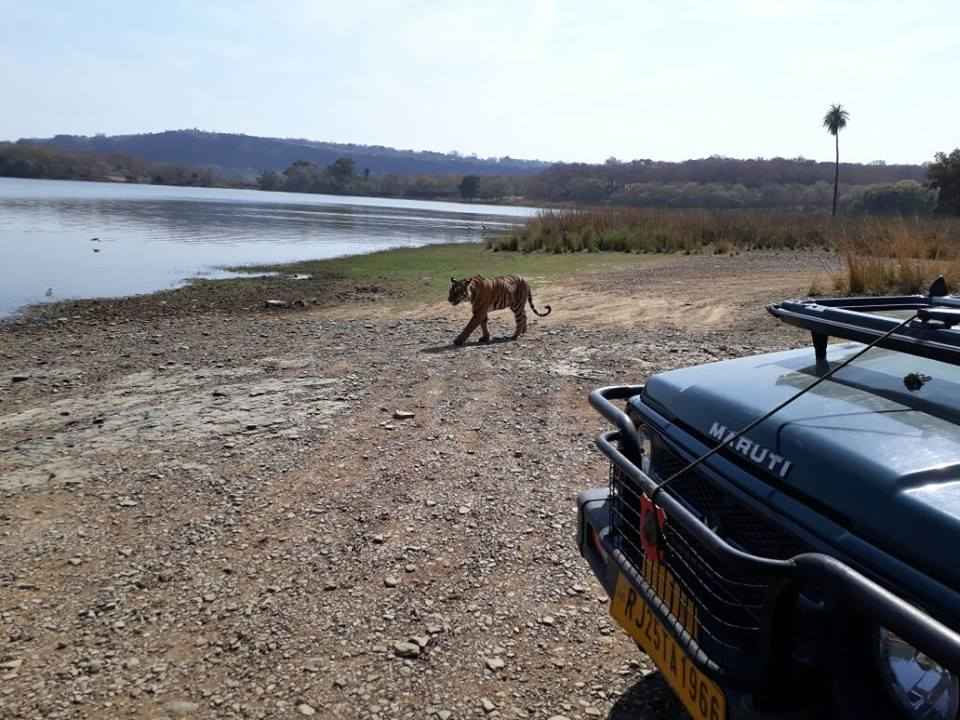 Photo of How to Spot a Tiger in Ranthambore National Park?