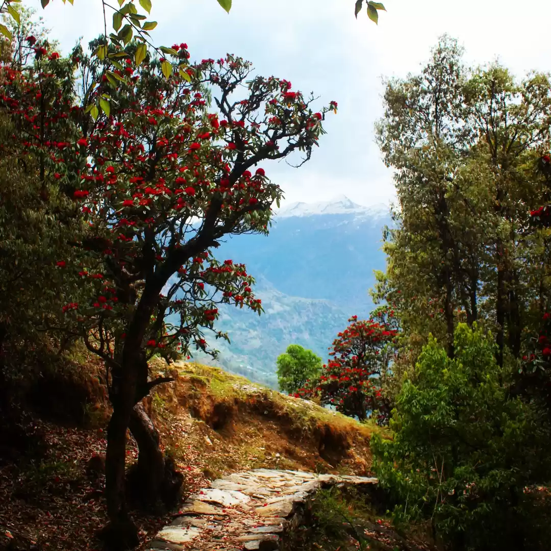 Photo of Deoria taal