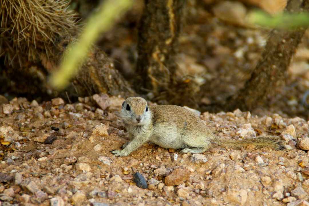 Photo of The Desert Botanical Garden in Phoenix, AZ
