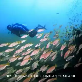 Photo of A Drifting Tenderfoo