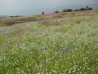 Photo of Kaas Plateau , Mahar