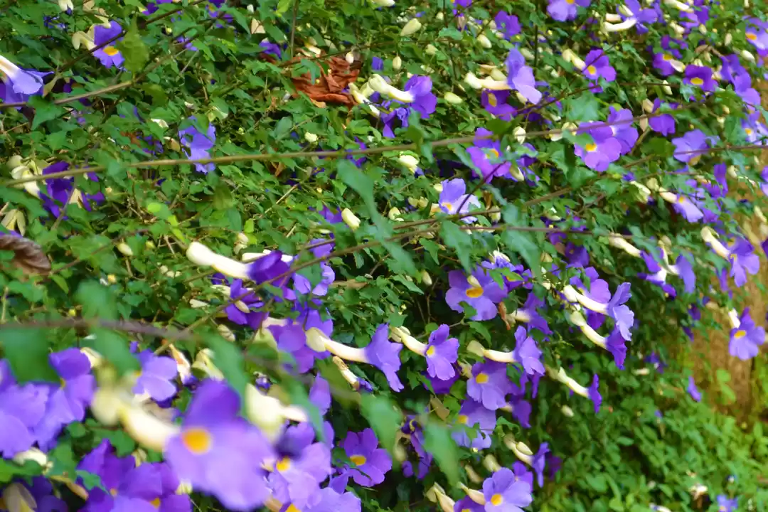 Photo of Coorg - A Perfect Lo