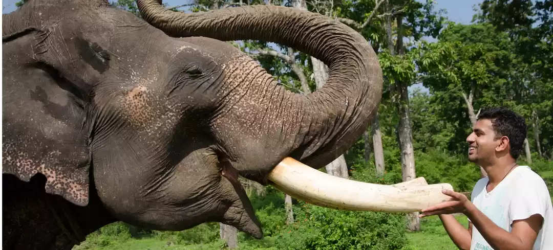 Photo of Elephant and Human C