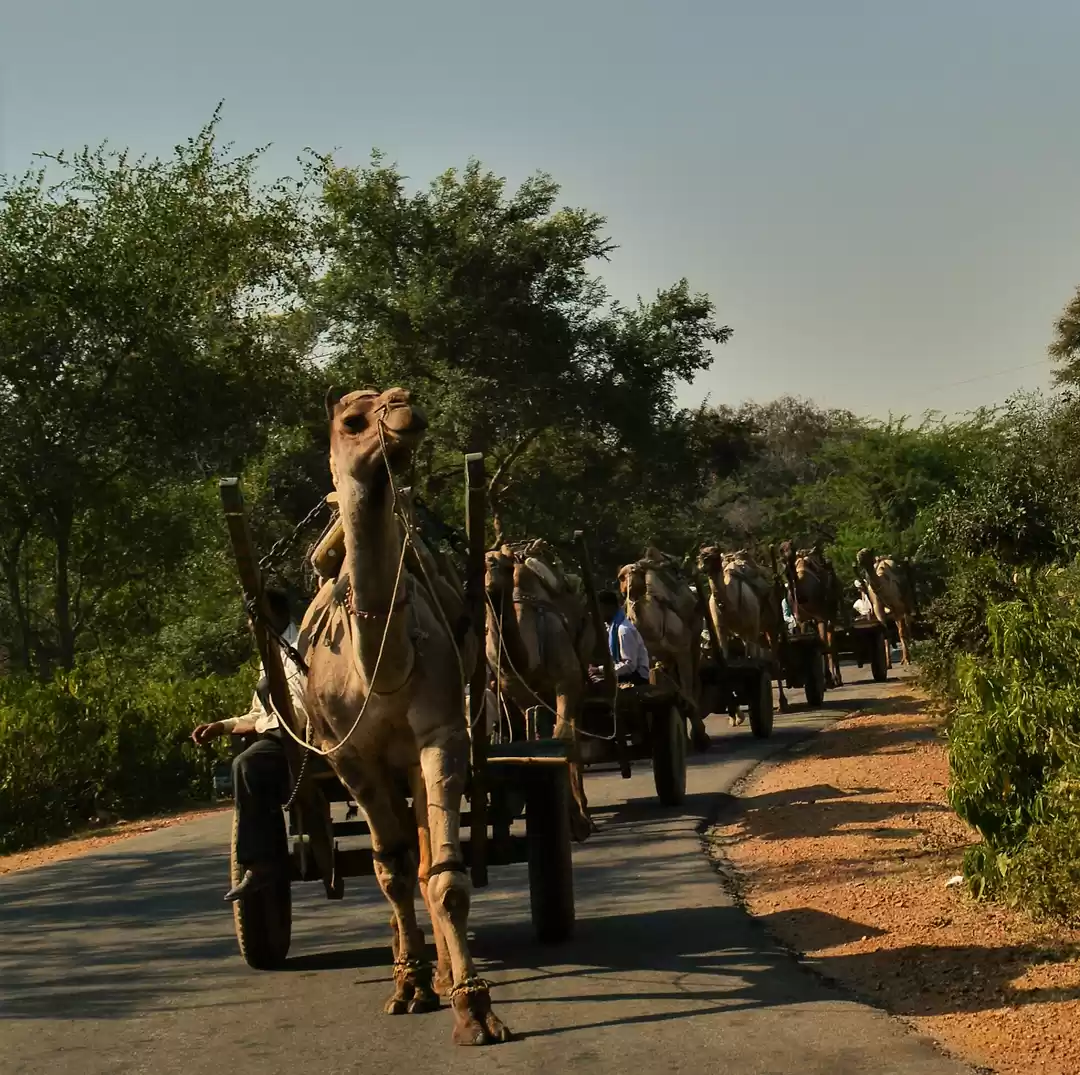 Photo of Sariska Wild Life Re