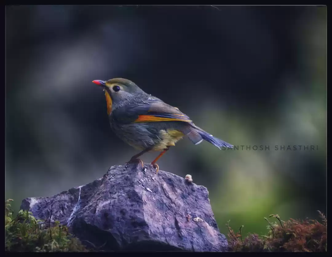 Photo of Wings of Wonder- Chr