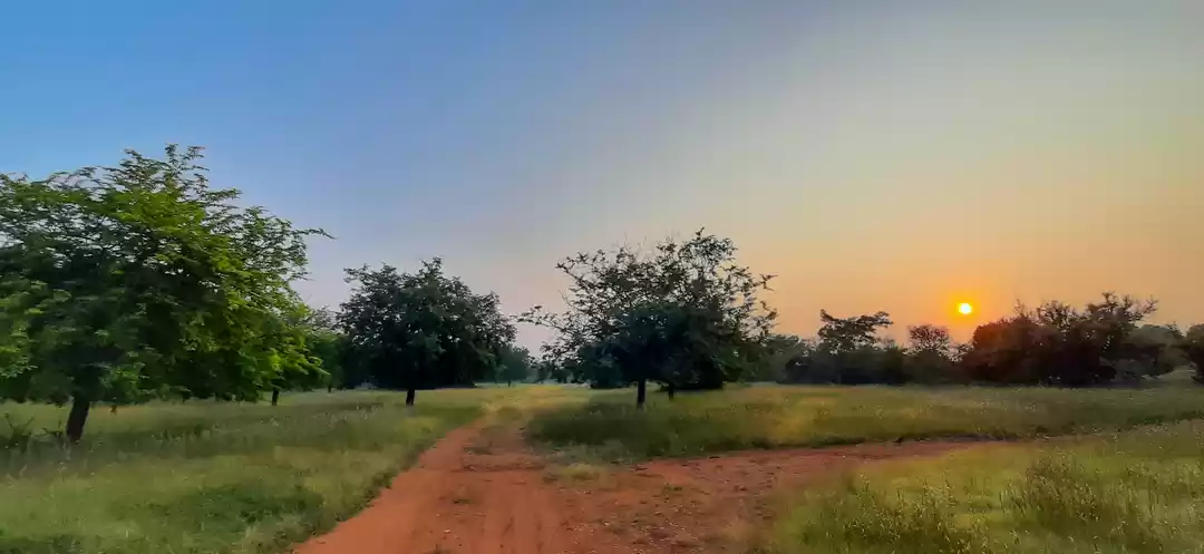 Photo of Jayamangali Blackbuc