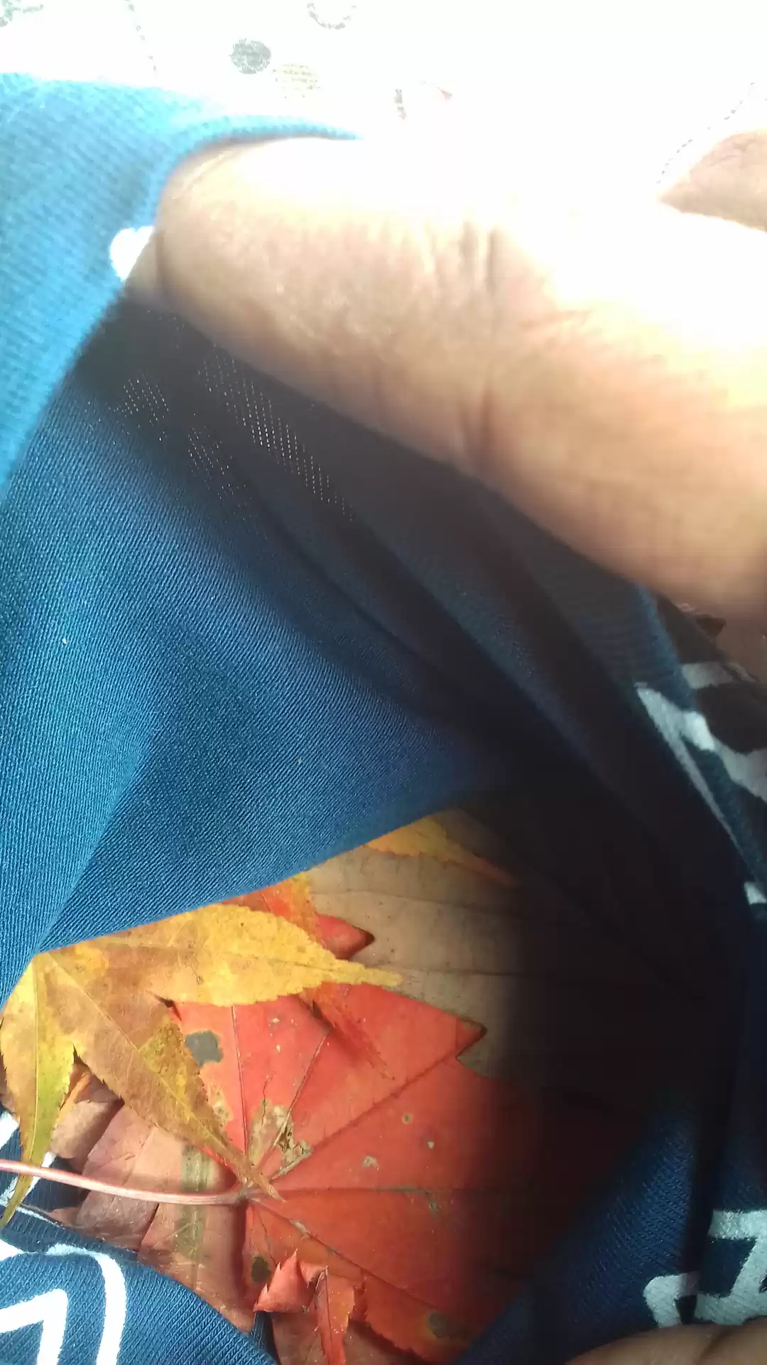 Photo of Chasing autumn in Ja