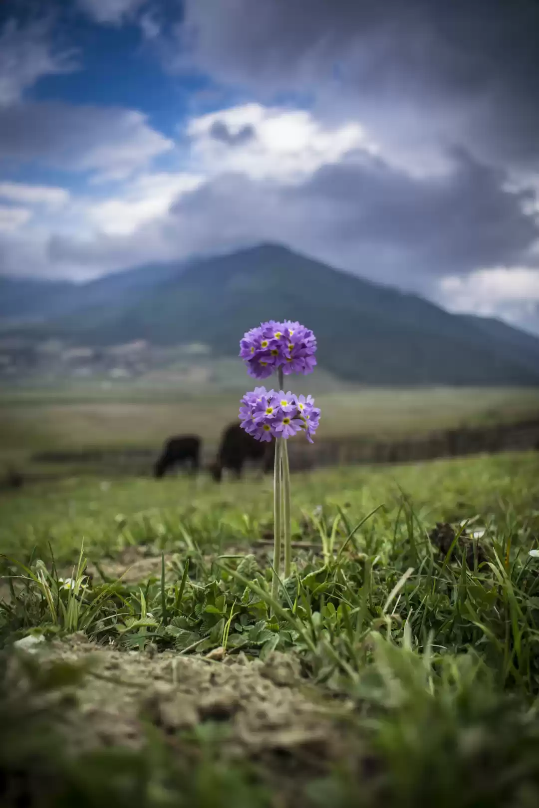 Photo of Beautiful Phobjhika 