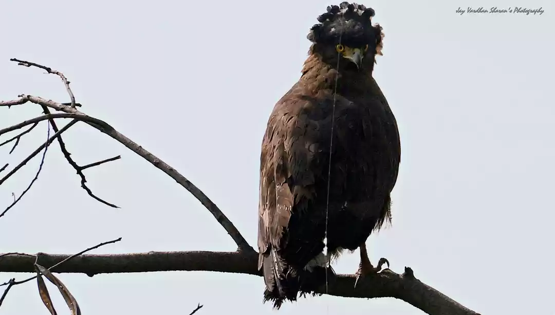 Photo of Delhi's own bird san