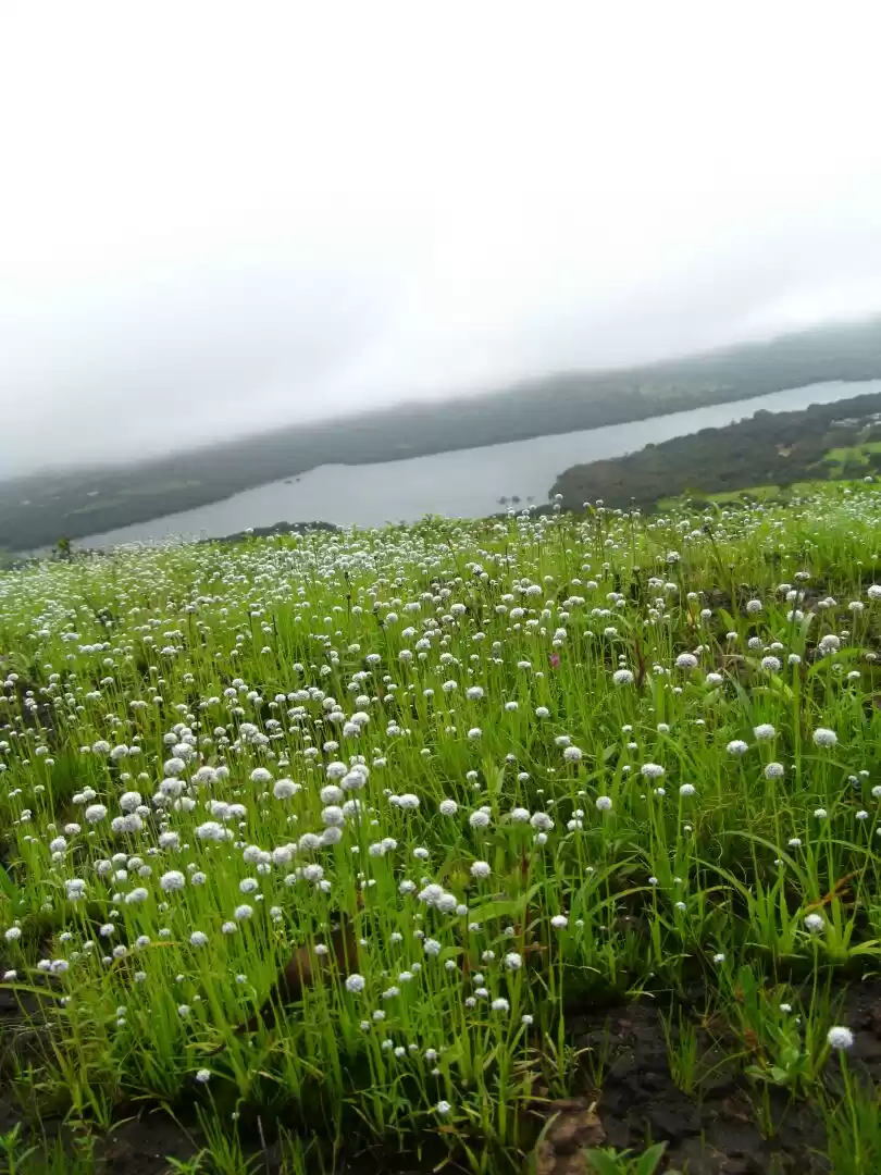 Photo of Plateau of Flowers..