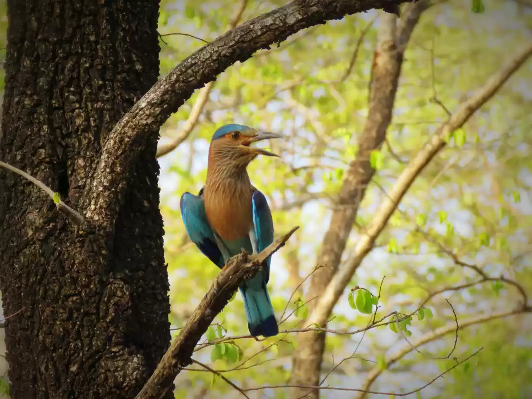 Photo of Bird-watching: For t