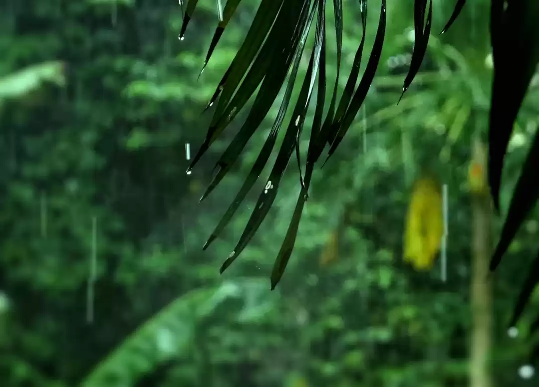 Photo of Some Rain, a Forest,