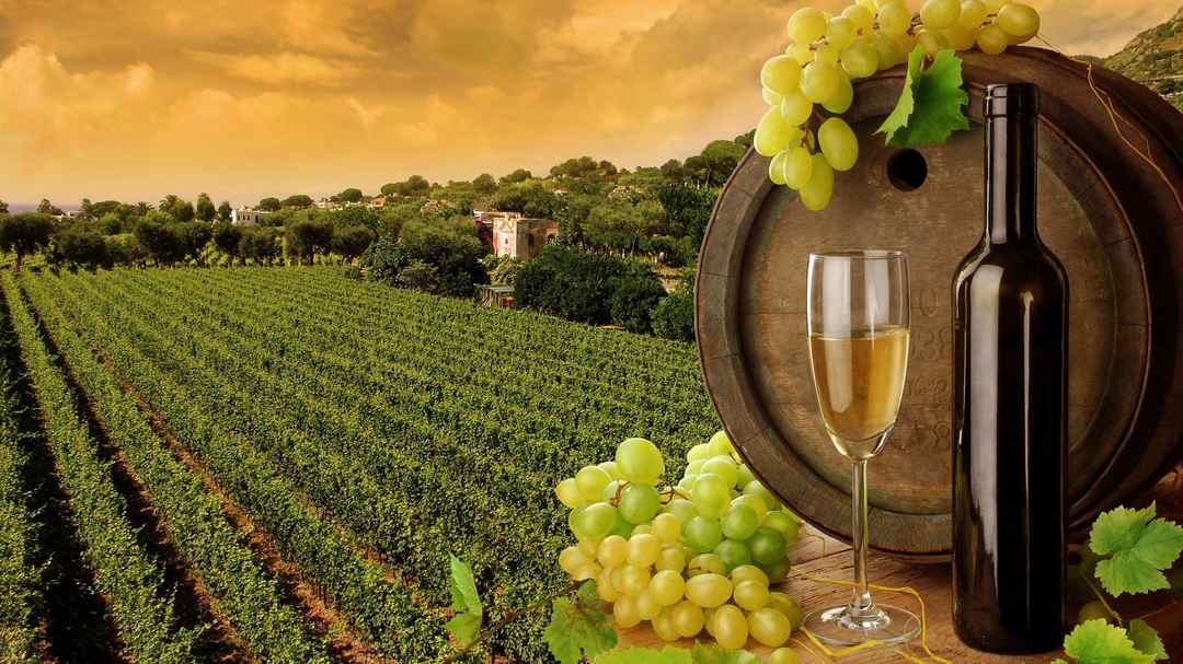 Sula wineyard timing on sale