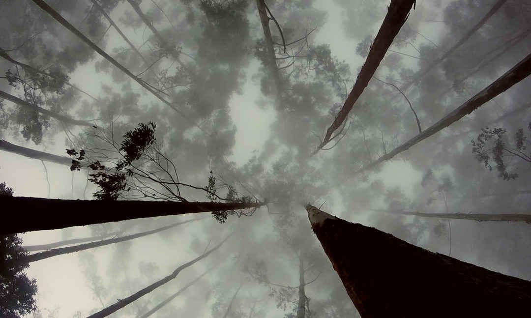 Photo of Kodaikanal: A trek through the misty woods 