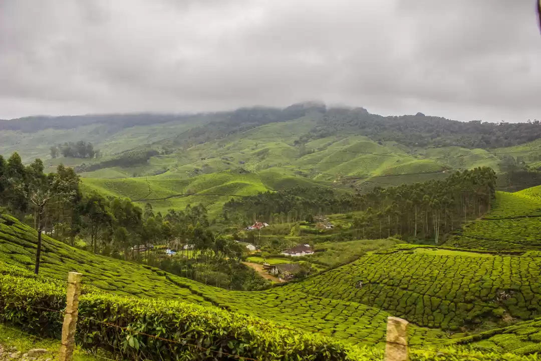 Photo of Munnar: Tea, Mountai