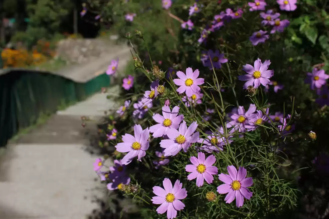 Photo of Pfutsero - A Trip to