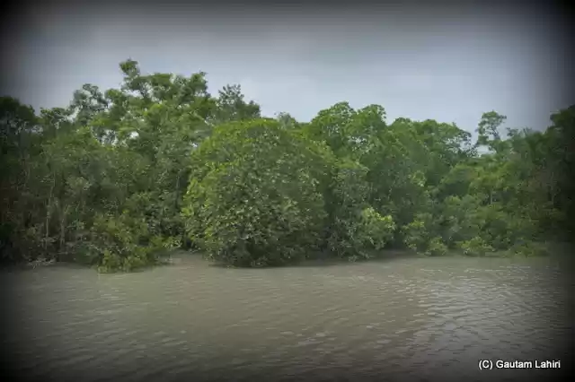 Photo of Sunderbans, nature's
