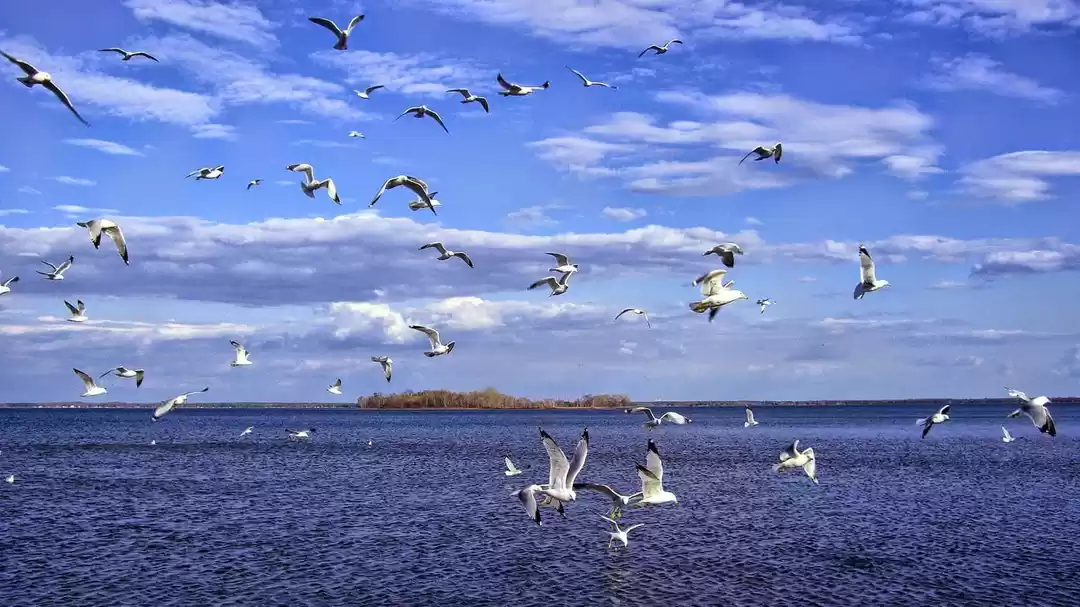 Photo of Play with Dolphins o