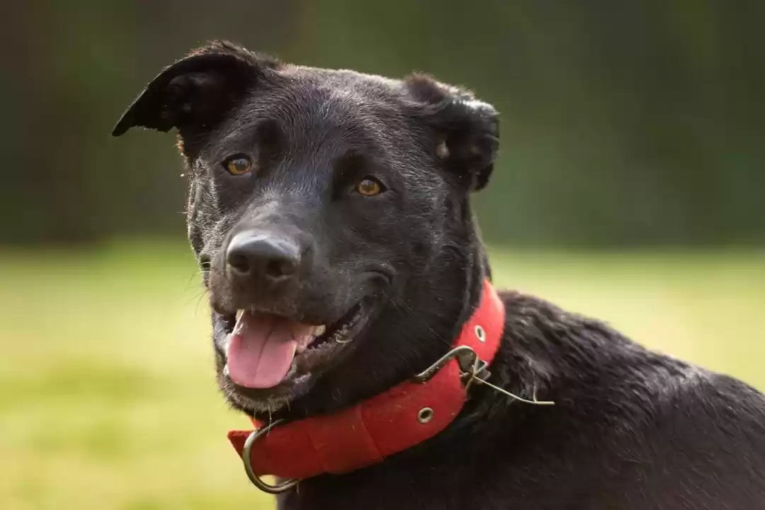 Photo of Adventures of Abacus