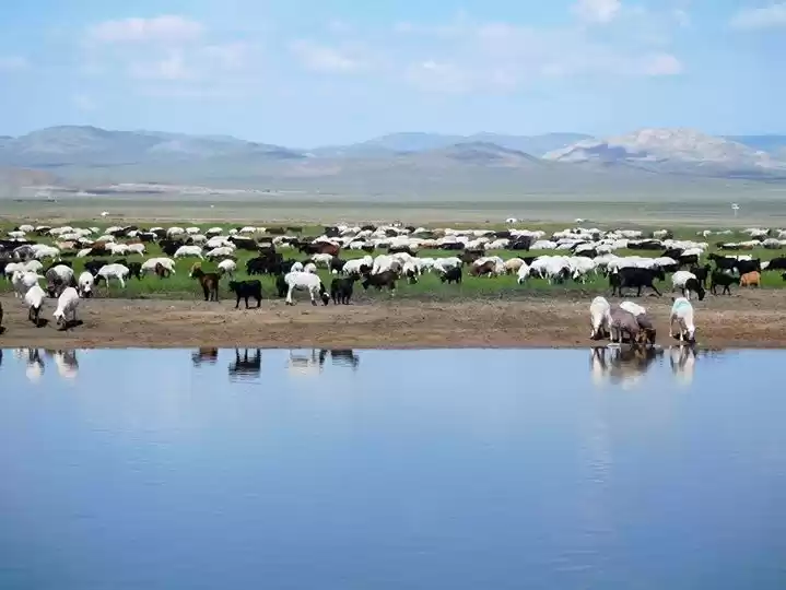 Photo of Wild Mongolia