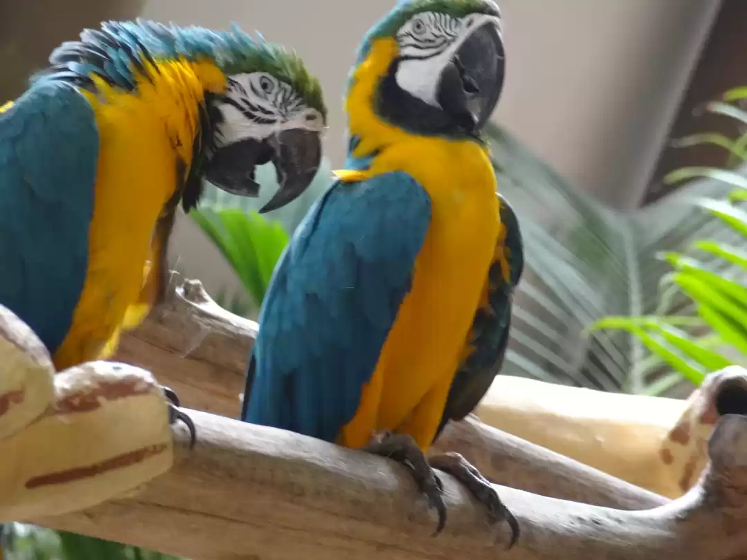 Photo of Bird Watching in Sin