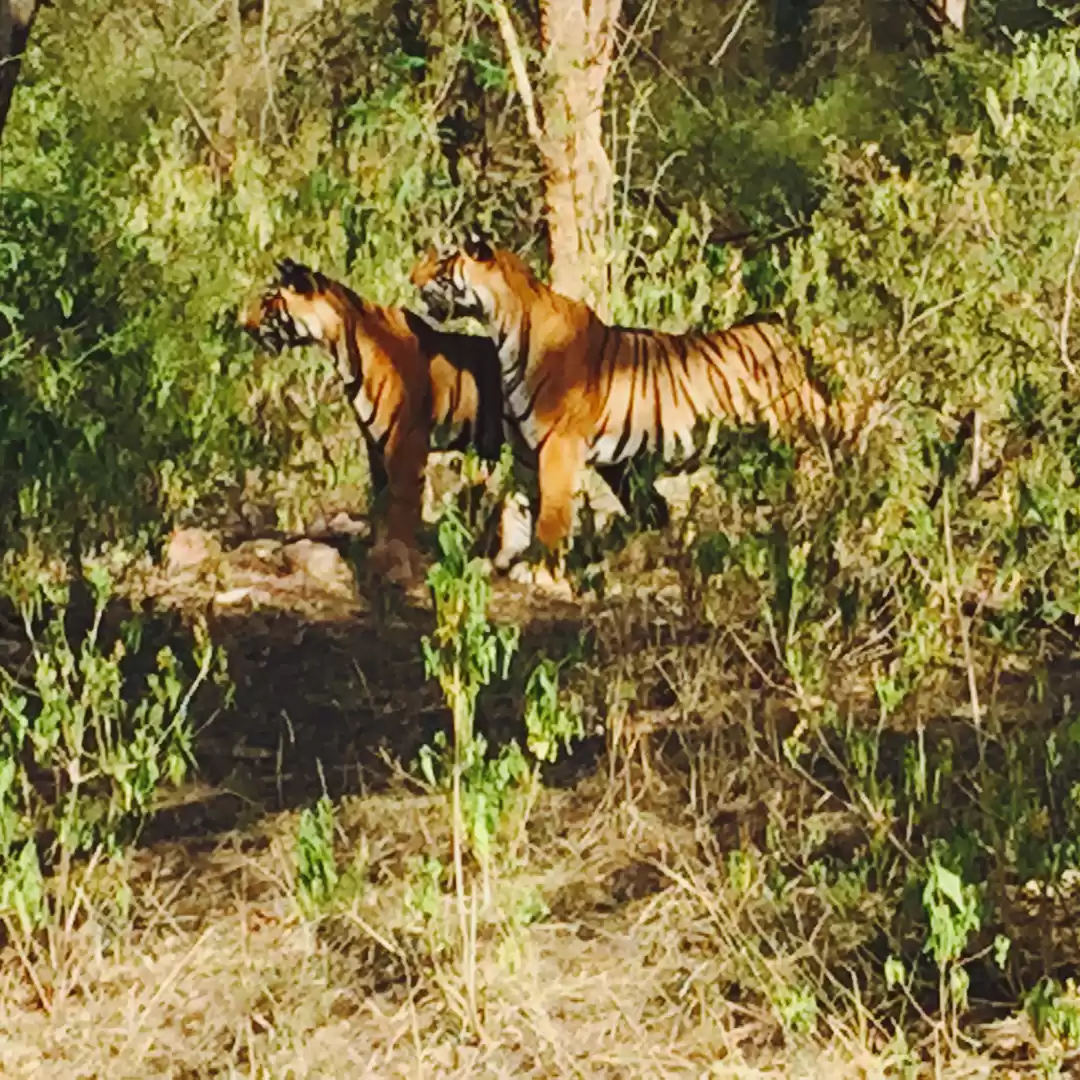 Photo of Wild Ranthambhor