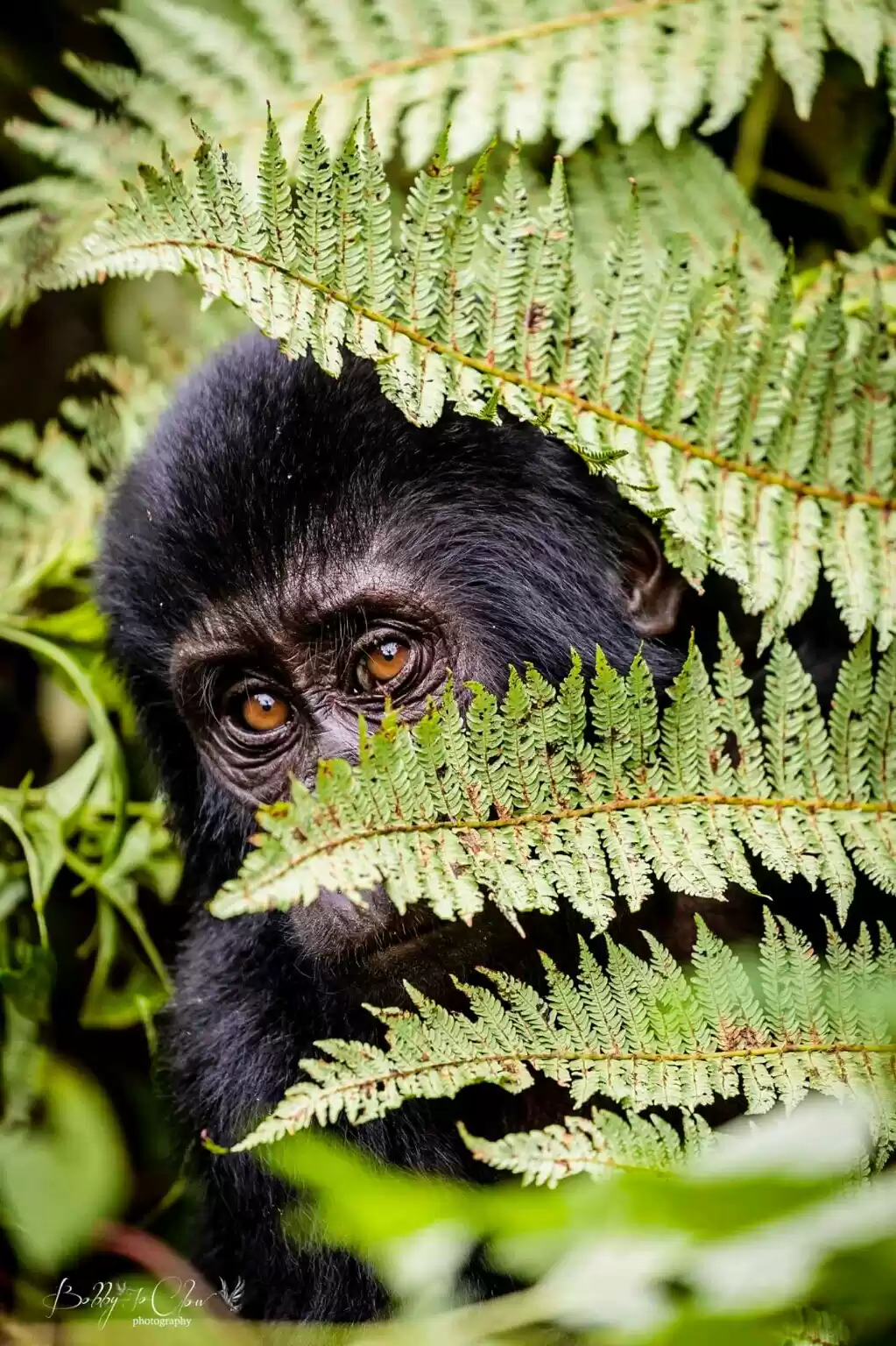 Photo of Gorilla tracking in