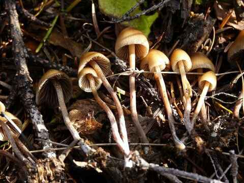 Image result for Kodaikanal Mushroom